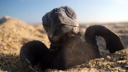 Nasza planeta - galeria zdjęć - filmweb