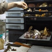The Mushroom Speaks - galeria zdjęć - filmweb