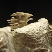 The Mushroom Speaks - galeria zdjęć - filmweb