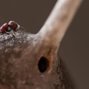 A Real Bug's Life - galeria zdjęć - filmweb