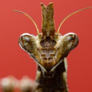 A Real Bug's Life - galeria zdjęć - filmweb