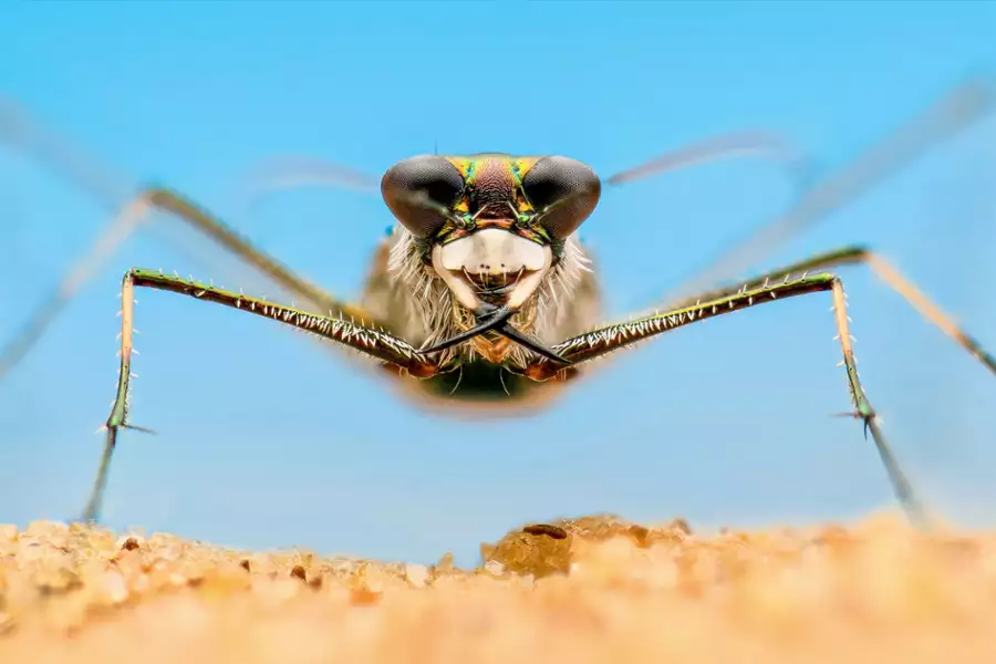 Mikroświat - galeria zdjęć - filmweb