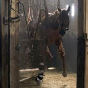 Dreamer: Inspired by a True Story - galeria zdjęć - filmweb