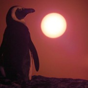 Miasto pingwinów - galeria zdjęć - filmweb