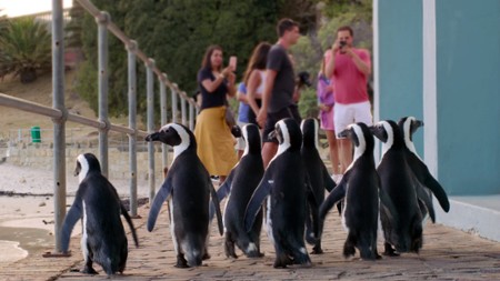 Miasto pingwinów - galeria zdjęć - filmweb
