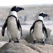 Penguin Town - galeria zdjęć - filmweb