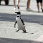Penguin Town - galeria zdjęć - filmweb