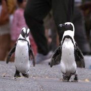 Penguin Town - galeria zdjęć - filmweb
