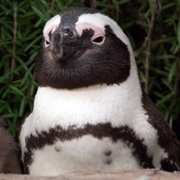 Penguin Town - galeria zdjęć - filmweb