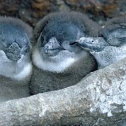 Penguin Town - galeria zdjęć - filmweb