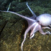 Aliens of the Deep - galeria zdjęć - filmweb