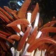 Aliens of the Deep - galeria zdjęć - filmweb