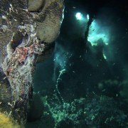 Aliens of the Deep - galeria zdjęć - filmweb