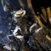 Aliens of the Deep - galeria zdjęć - filmweb