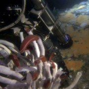 Aliens of the Deep - galeria zdjęć - filmweb