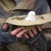 Avgust. Vosmogo - galeria zdjęć - filmweb