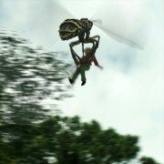 Dragon Wasps - galeria zdjęć - filmweb