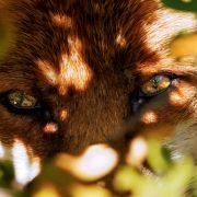 Le renard et l'enfant - galeria zdjęć - filmweb