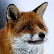 Le renard et l'enfant - galeria zdjęć - filmweb