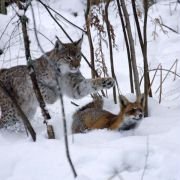 Le renard et l'enfant - galeria zdjęć - filmweb