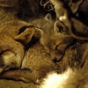 Le renard et l'enfant - galeria zdjęć - filmweb