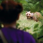 Le renard et l'enfant - galeria zdjęć - filmweb