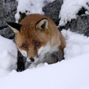Le renard et l'enfant - galeria zdjęć - filmweb