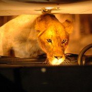 Prey - galeria zdjęć - filmweb