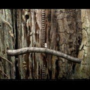 Samorost 2 - galeria zdjęć - filmweb