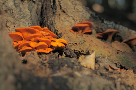 Tam, gdzie rosną grzyby - galeria zdjęć - filmweb