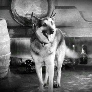 Czterej pancerni i pies - galeria zdjęć - filmweb