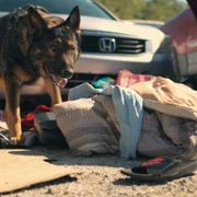 Missing: Dead or Alive? - galeria zdjęć - filmweb