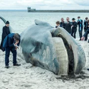 Scheda - galeria zdjęć - filmweb