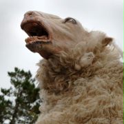 Black Sheep - galeria zdjęć - filmweb
