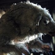 Black Sheep - galeria zdjęć - filmweb