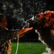 Black Sheep - galeria zdjęć - filmweb