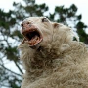 Black Sheep - galeria zdjęć - filmweb