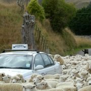 Black Sheep - galeria zdjęć - filmweb