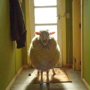 Black Sheep - galeria zdjęć - filmweb