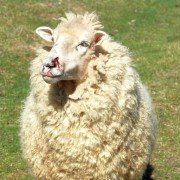 Black Sheep - galeria zdjęć - filmweb