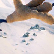 PLOEY - You Never Fly Alone - galeria zdjęć - filmweb