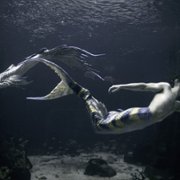 Syreni biznes - galeria zdjęć - filmweb