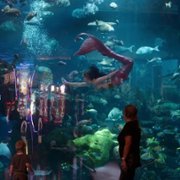 Syreni biznes - galeria zdjęć - filmweb