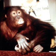 Dunston Checks In - galeria zdjęć - filmweb