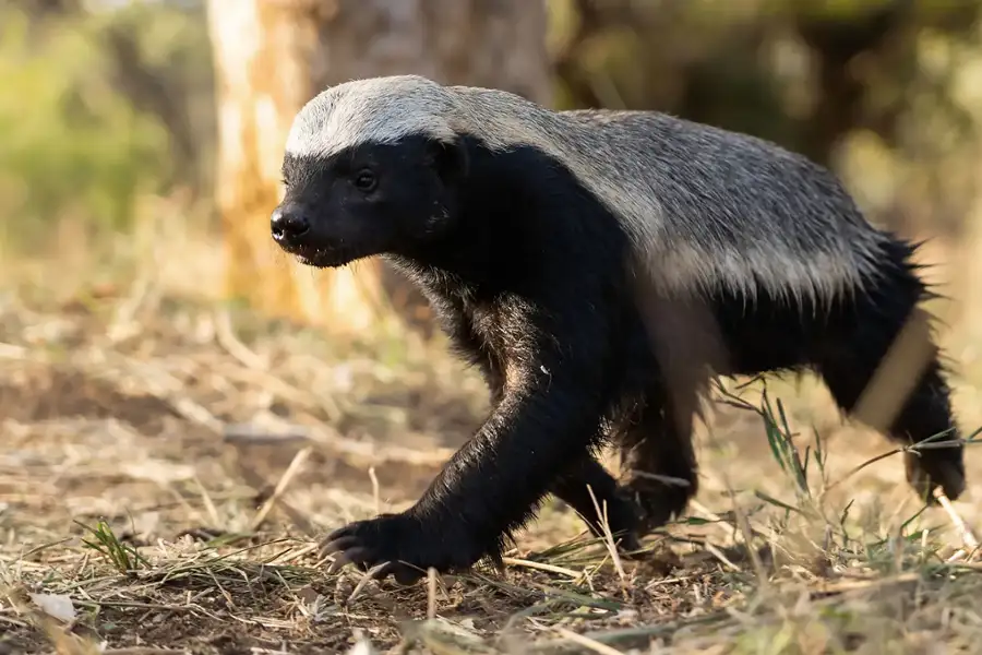 Silni wbrew naturze - galeria zdjęć - filmweb