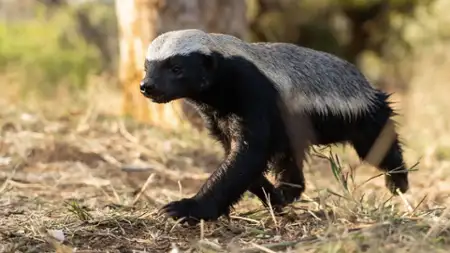 Silni wbrew naturze - galeria zdjęć - filmweb