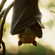 Underdogs - galeria zdjęć - filmweb