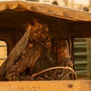 Fear the Walking Dead - galeria zdjęć - filmweb
