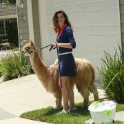 The Neighbors - galeria zdjęć - filmweb