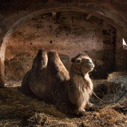 Le meraviglie - galeria zdjęć - filmweb